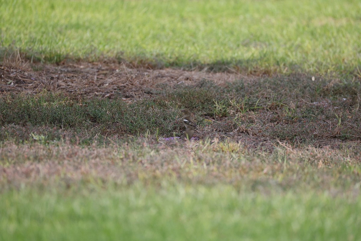 Common Chaffinch - ML644513012