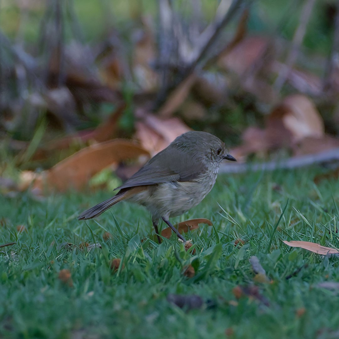 Brown Thornbill - ML644513013