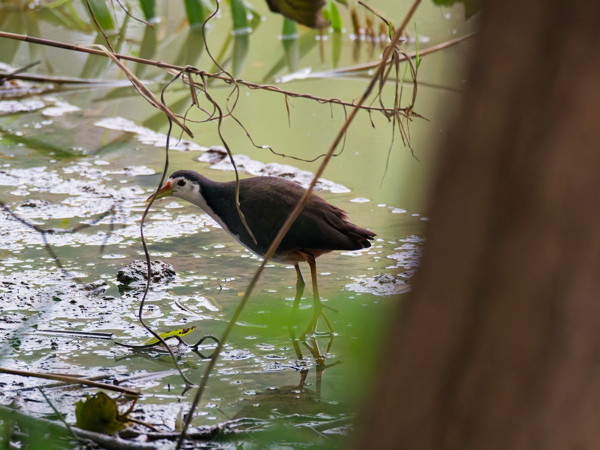 シロハラクイナ - ML644513014