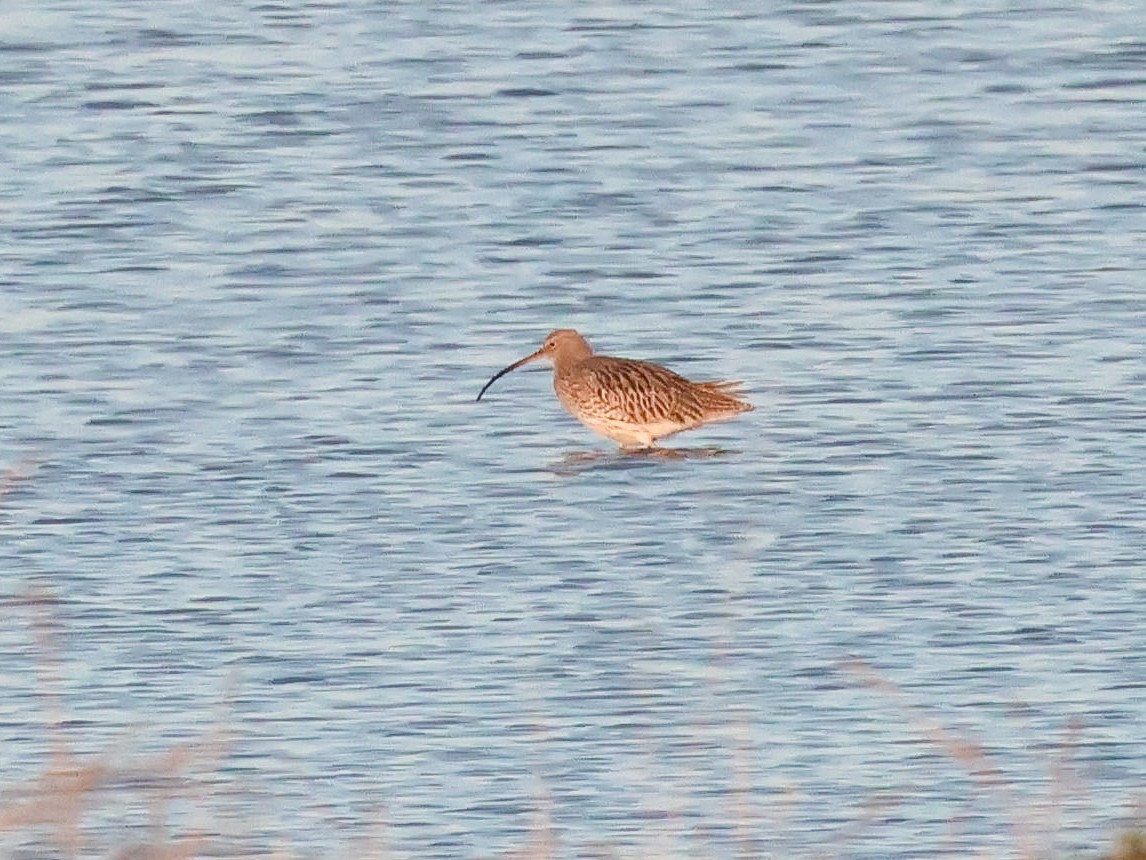 Eurasian Curlew - ML644513016
