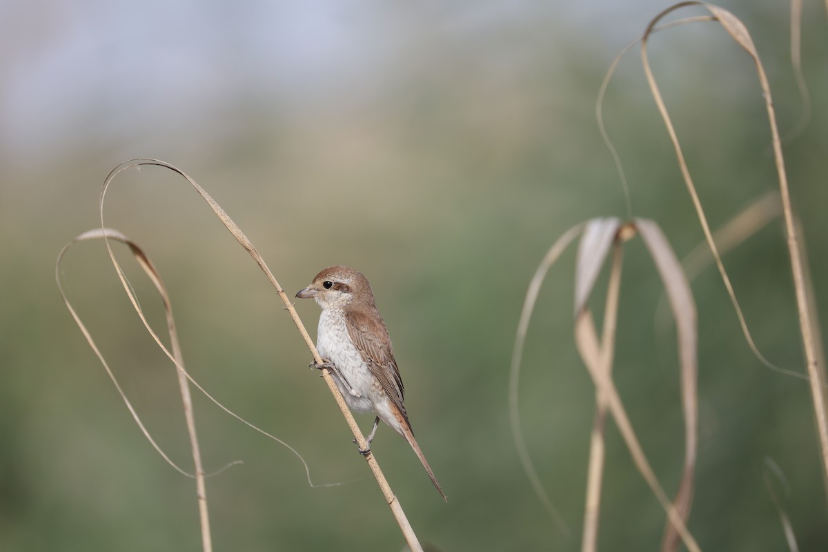 Red-backed Shrike - ML644513017