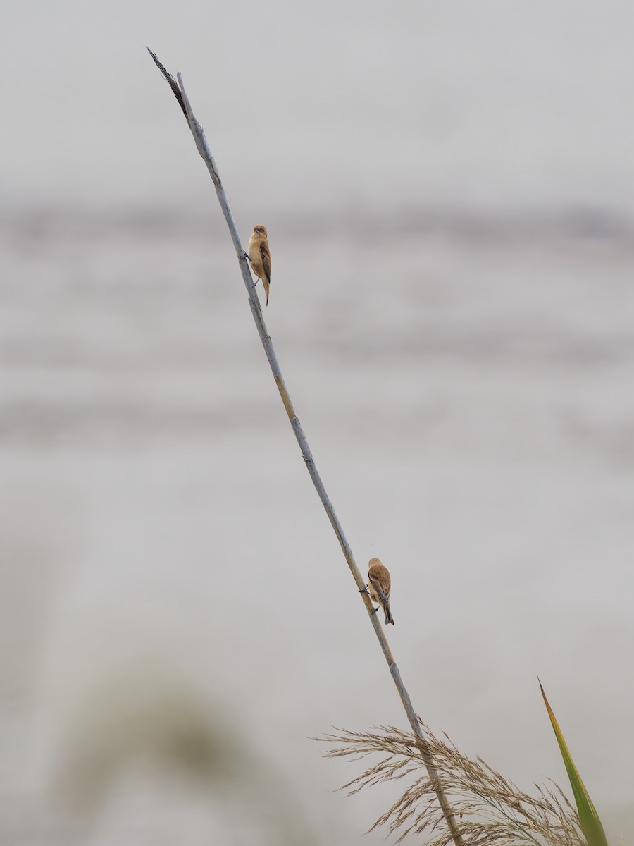 Chinese Penduline-Tit - ML644513018