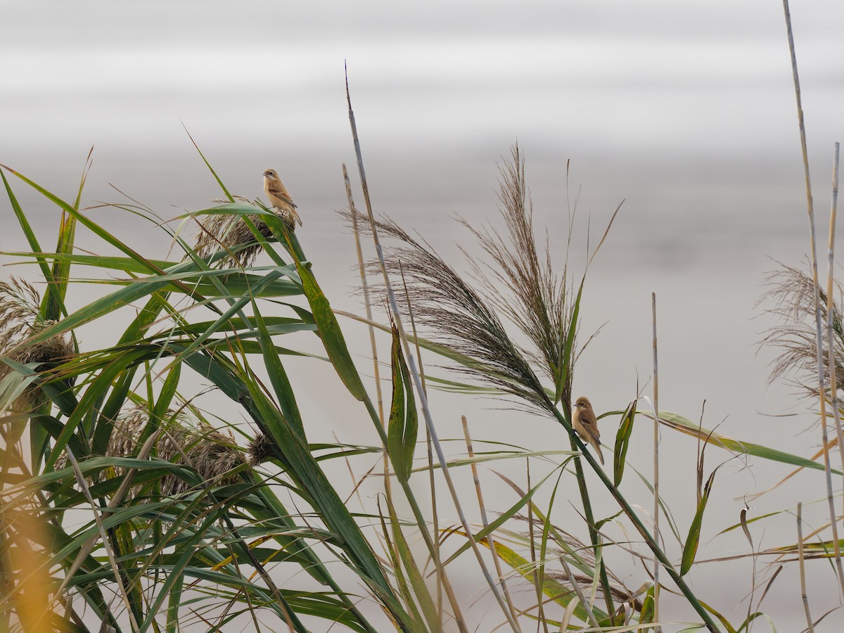 Chinese Penduline-Tit - ML644513019