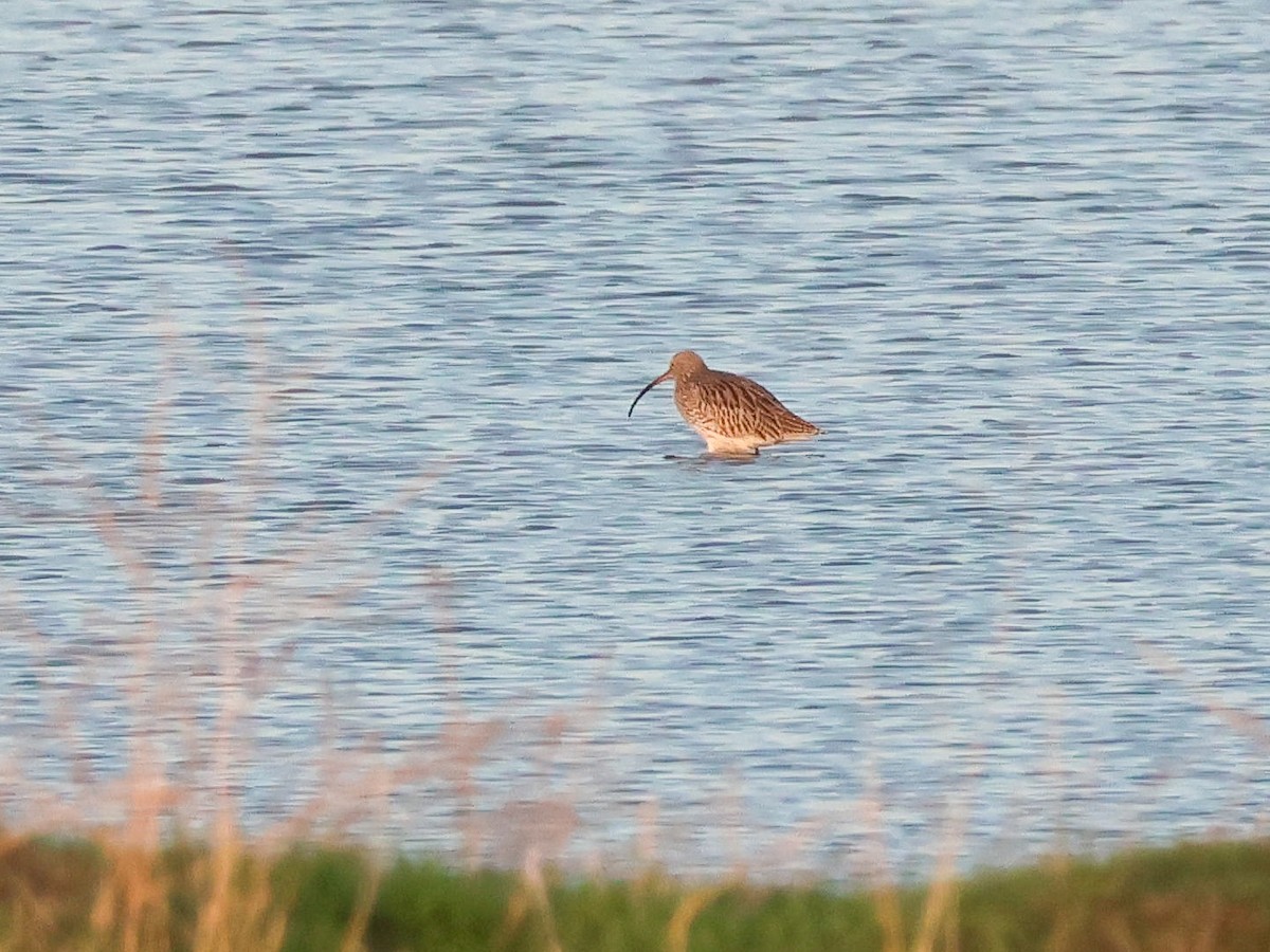 Eurasian Curlew - ML644513020