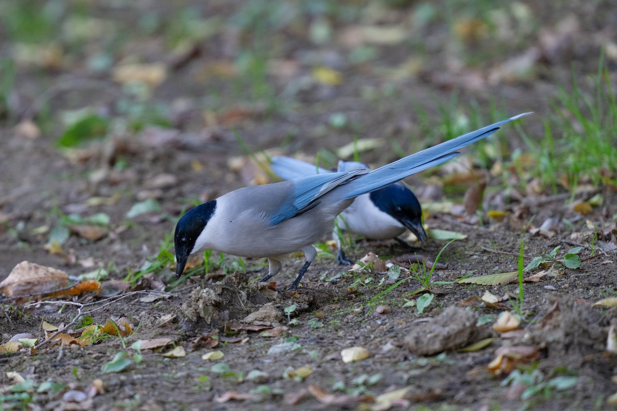 Azure-winged Magpie - ML644513021