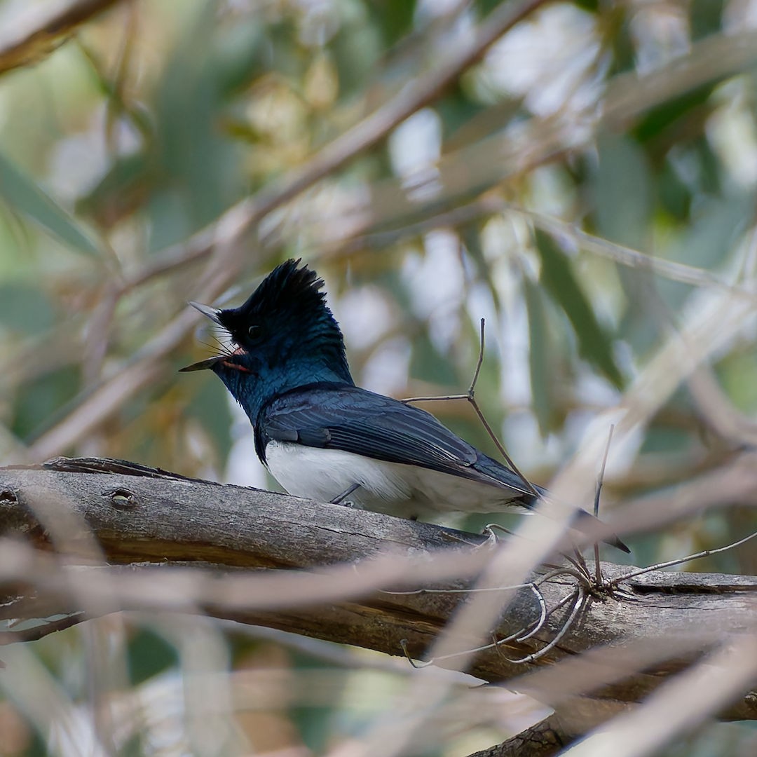 Leaden Flycatcher - ML644513022