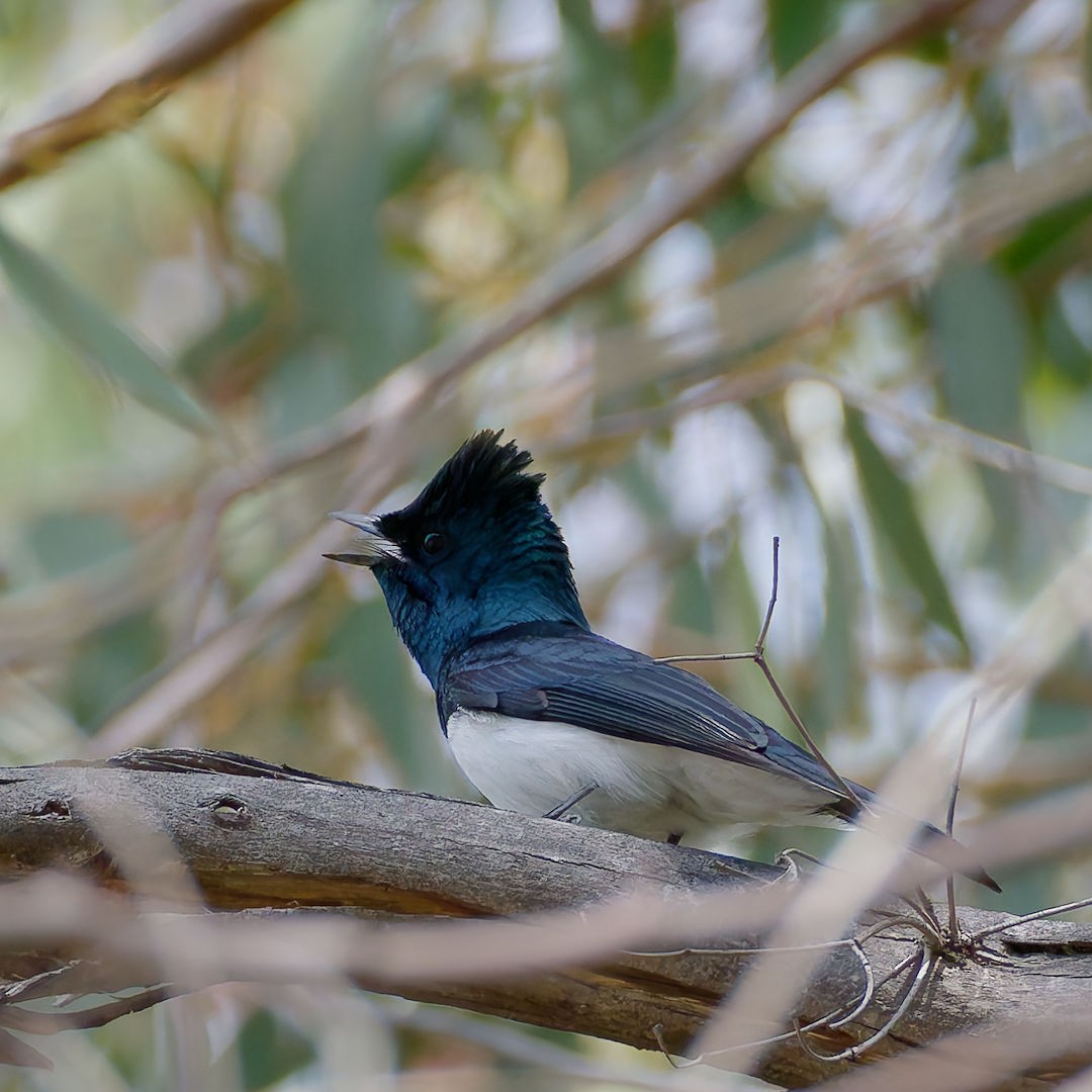 Leaden Flycatcher - ML644513023