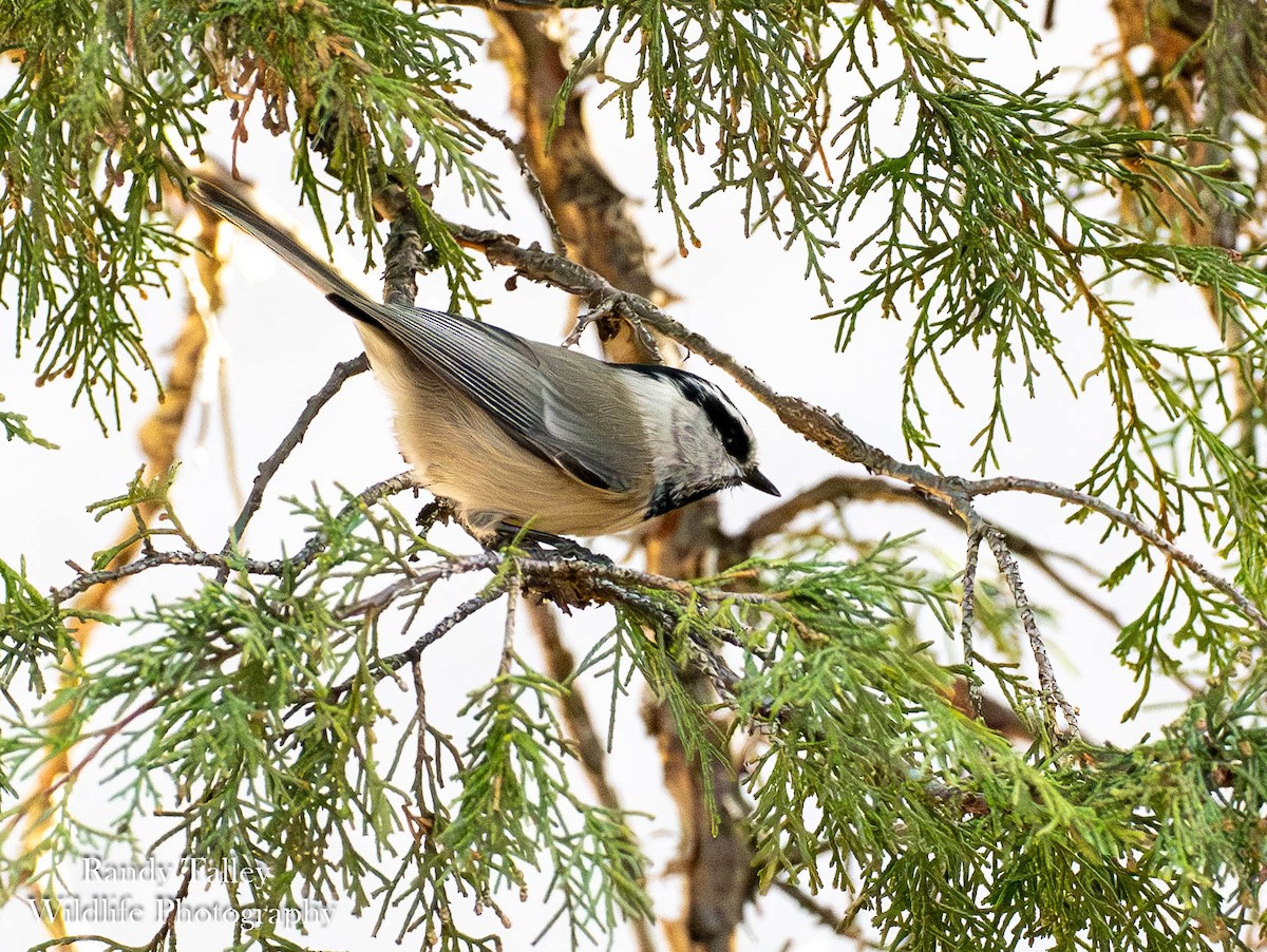 Mountain Chickadee - ML644513024