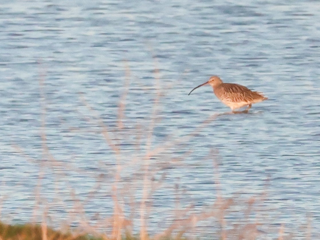 Eurasian Curlew - ML644513025