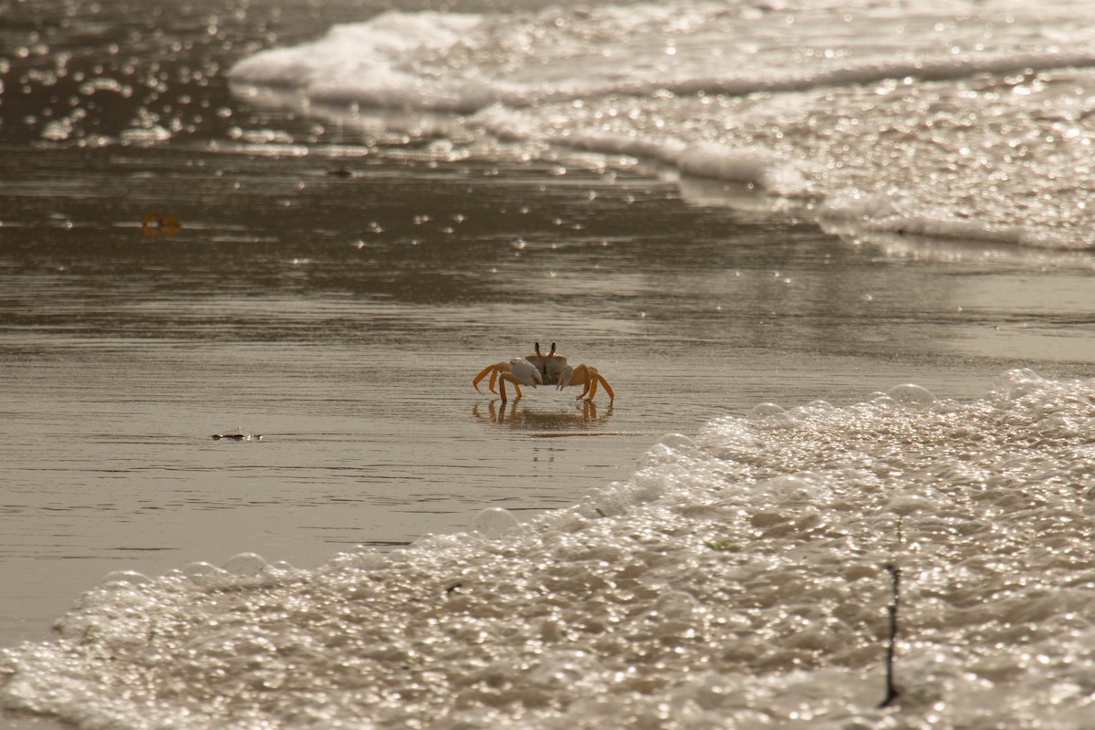 Crustaceans - ML644513026