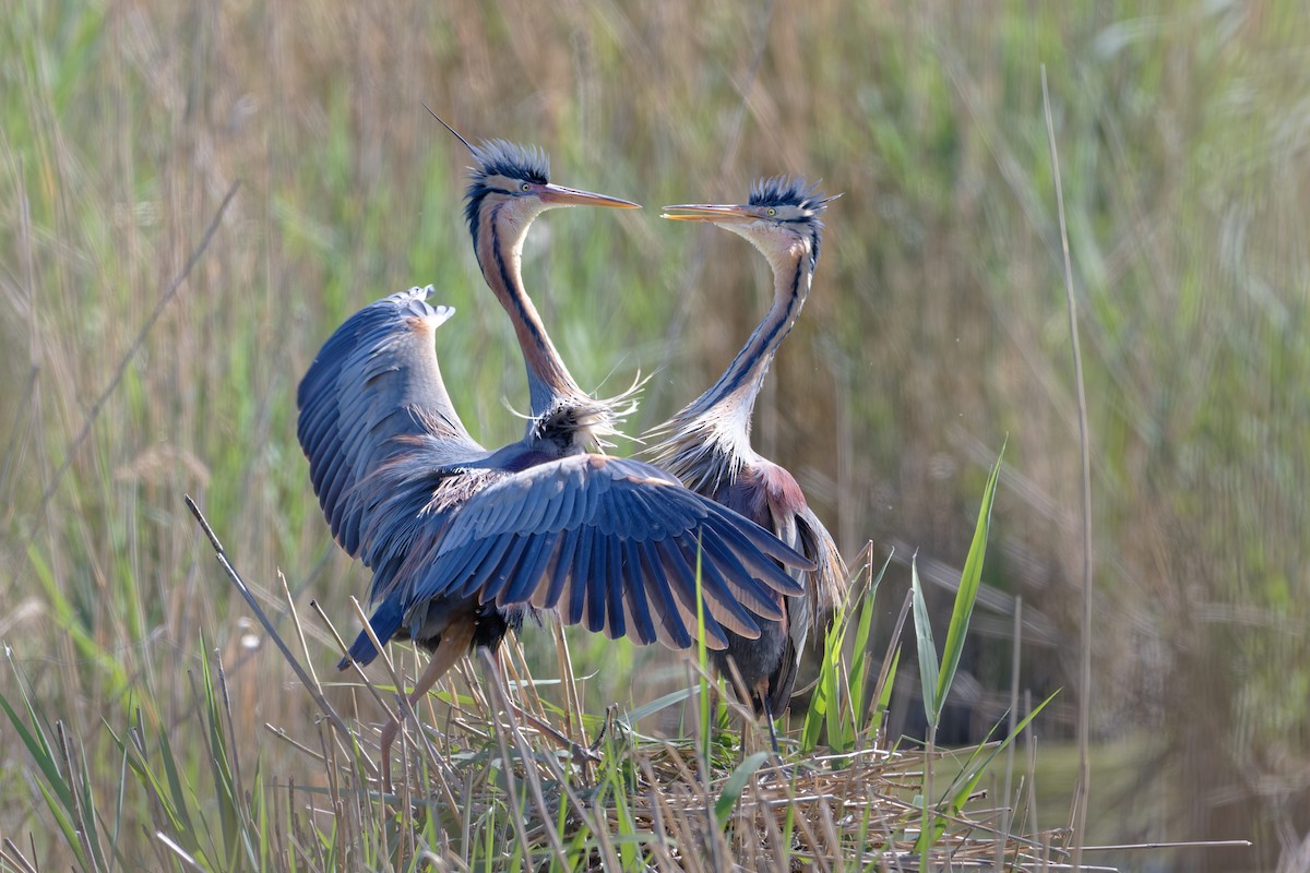 Purple Heron - ML644513027