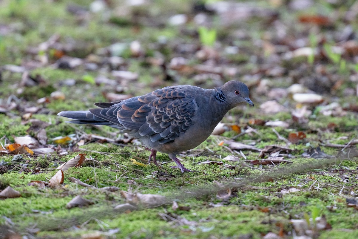 Oriental Turtle-Dove - ML644513035