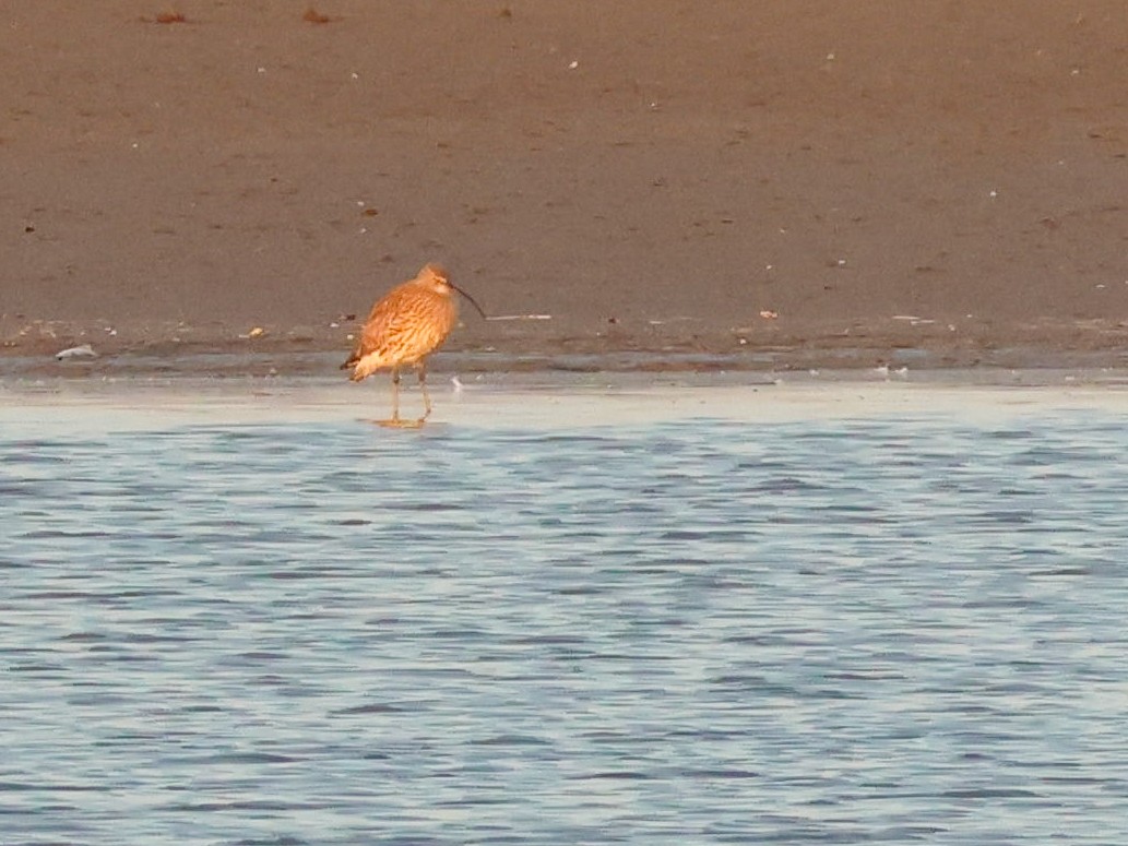 Eurasian Curlew - ML644513036
