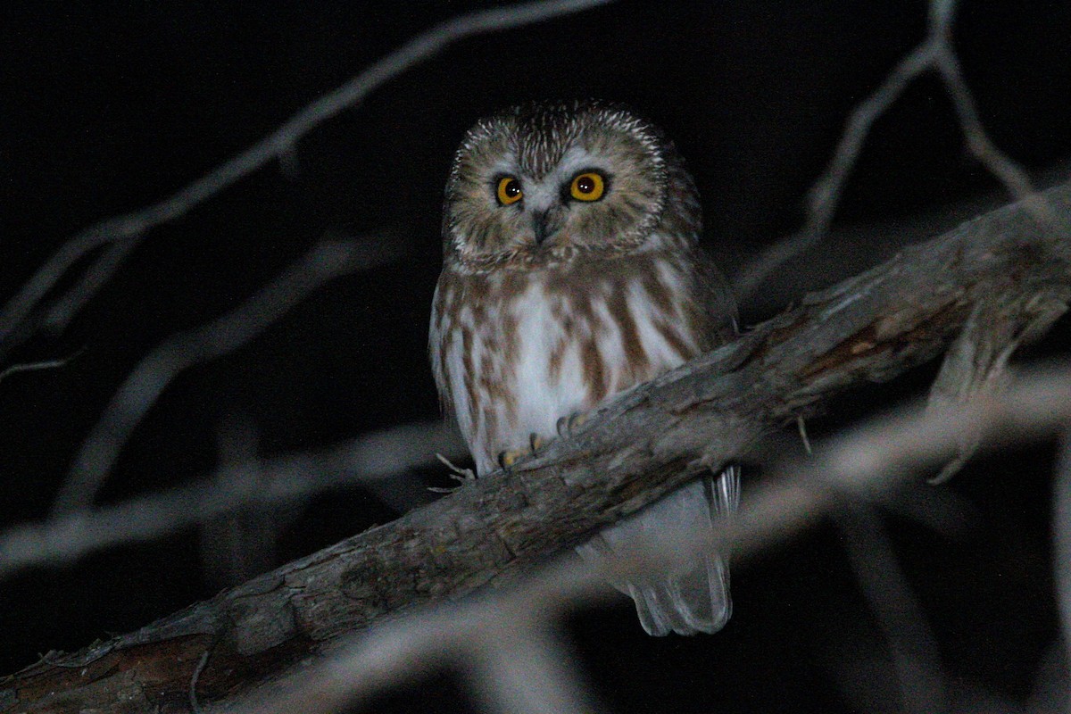 Североамериканский сыч - ML644513037