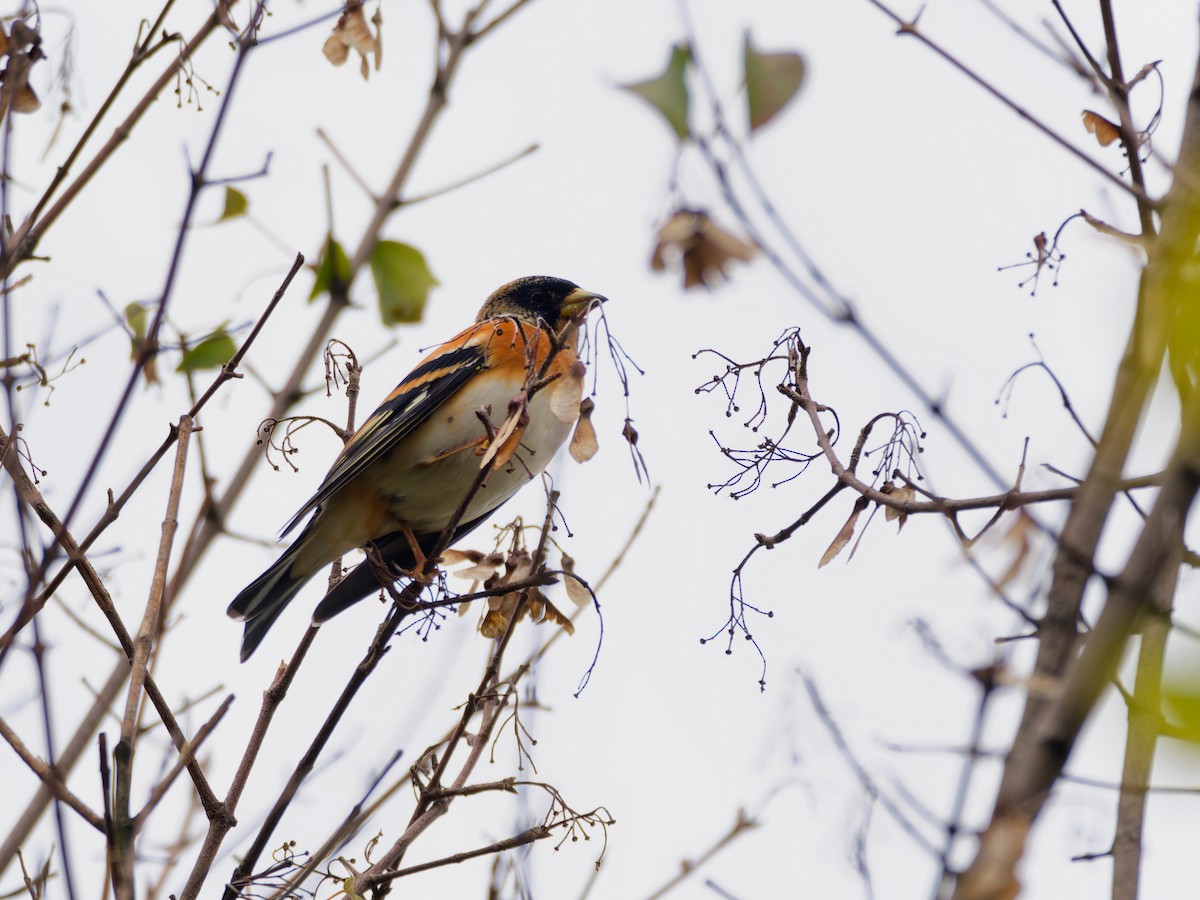 アトリ - ML644513038