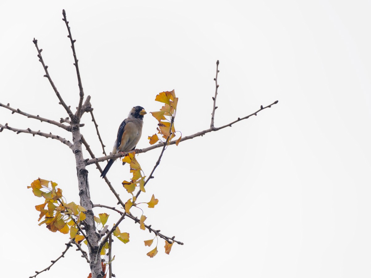 Yellow-billed Grosbeak - ML644513041