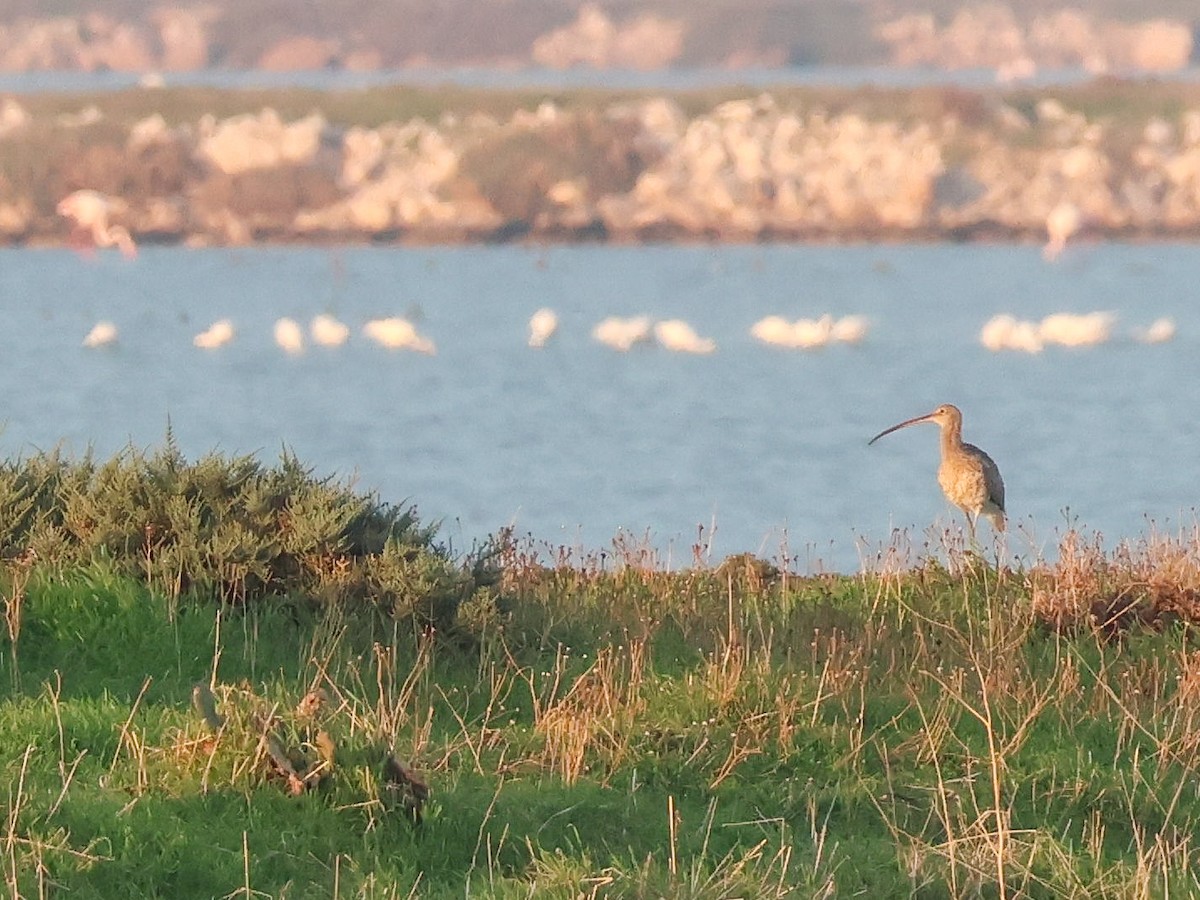 Eurasian Curlew - ML644513043