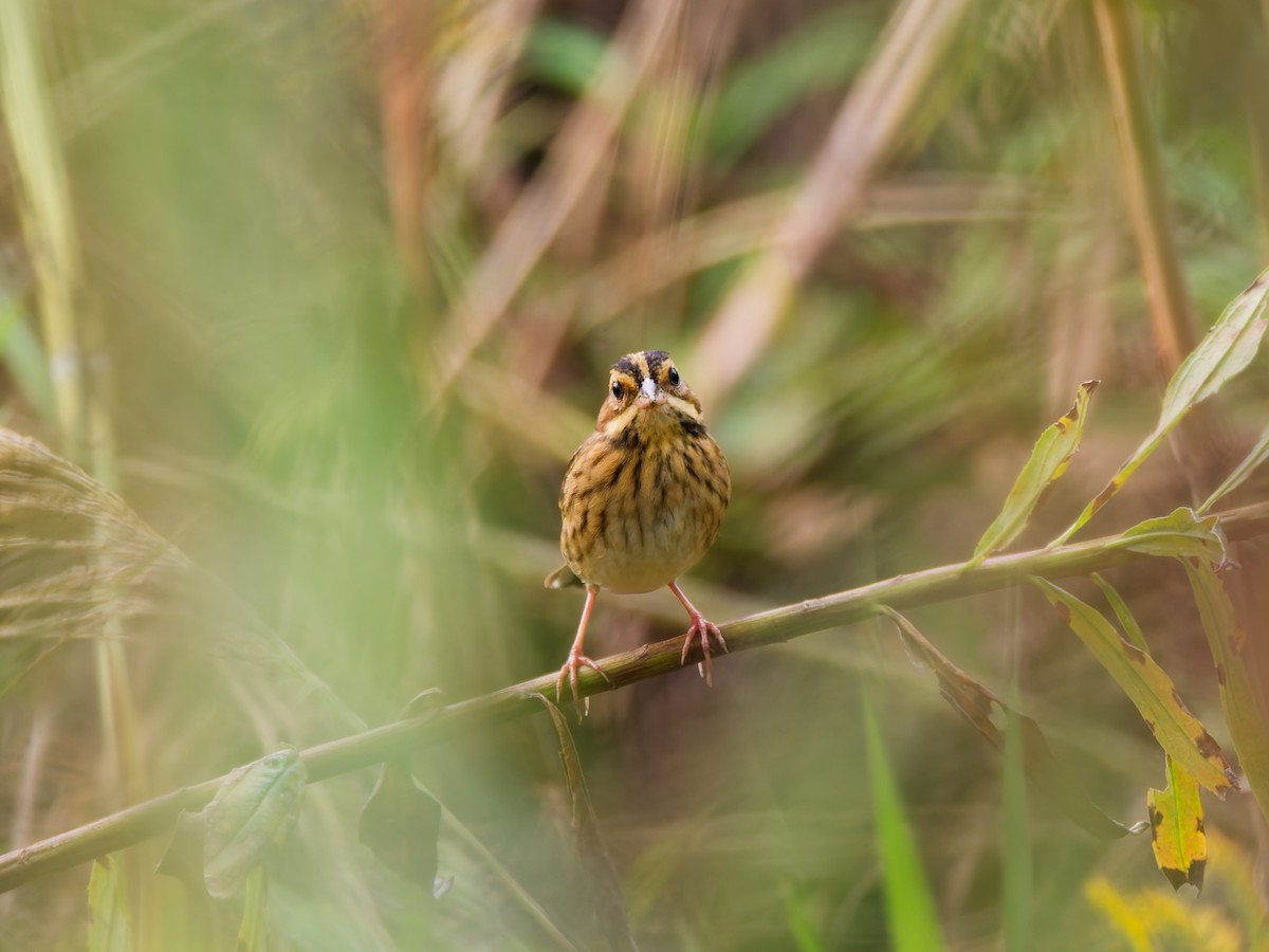 シロハラホオジロ - ML644513050