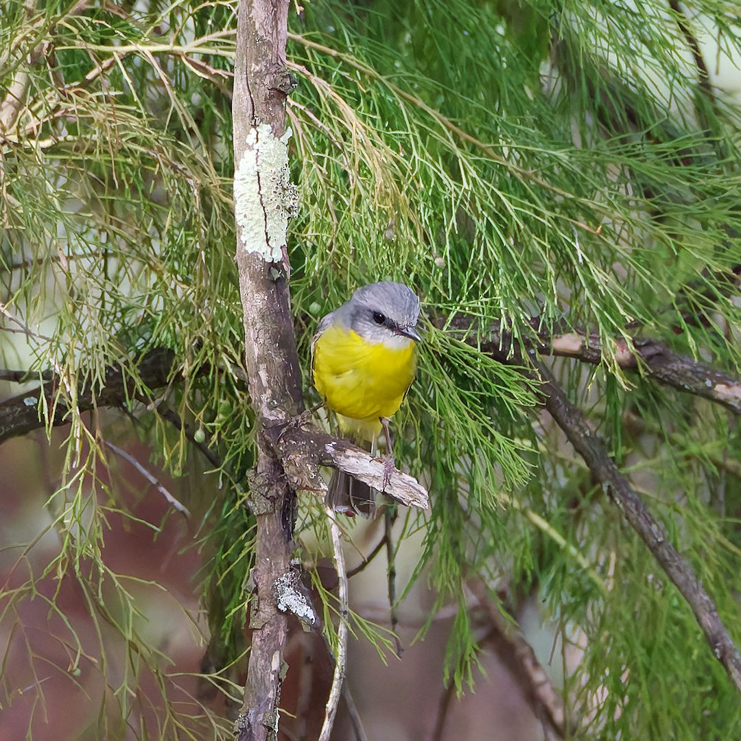 lejsčík žlutý - ML644513052