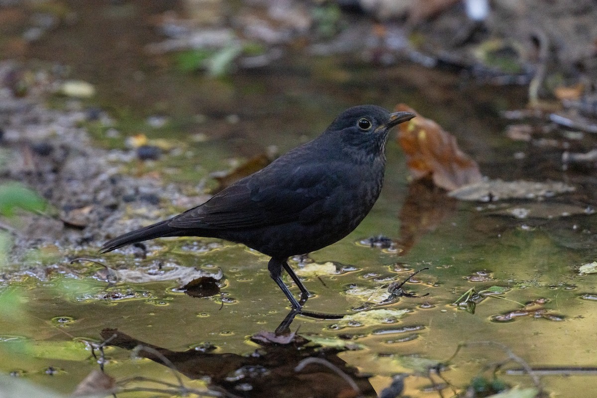 Merle de Chine - ML644513063