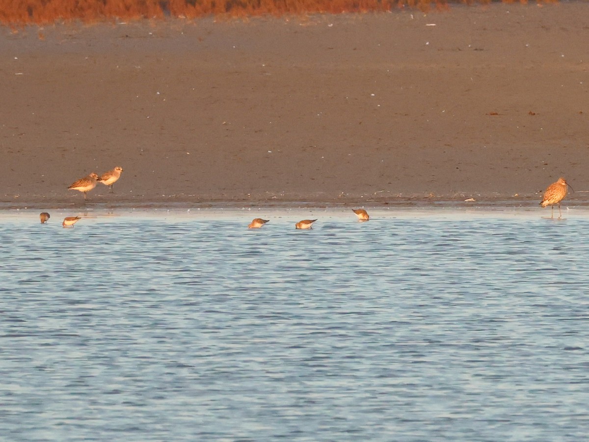 Dunlin - ML644513075