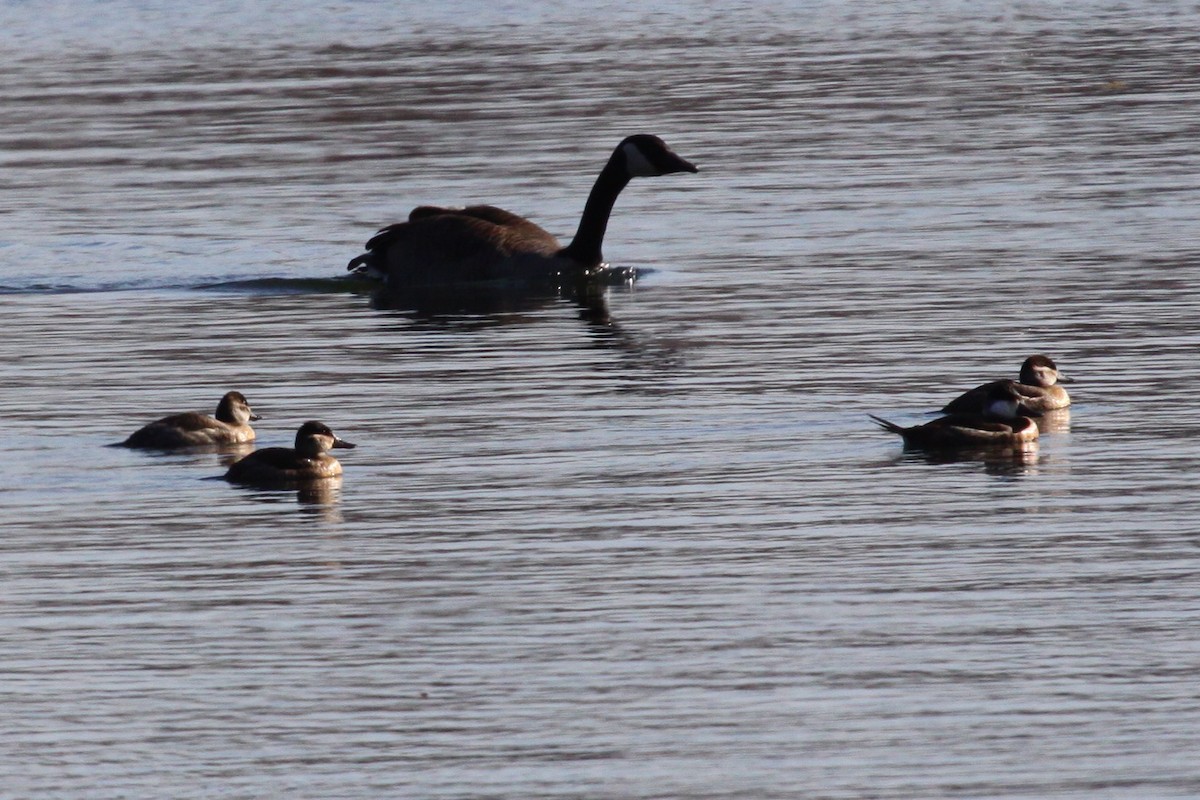 Canada Goose - ML644513078