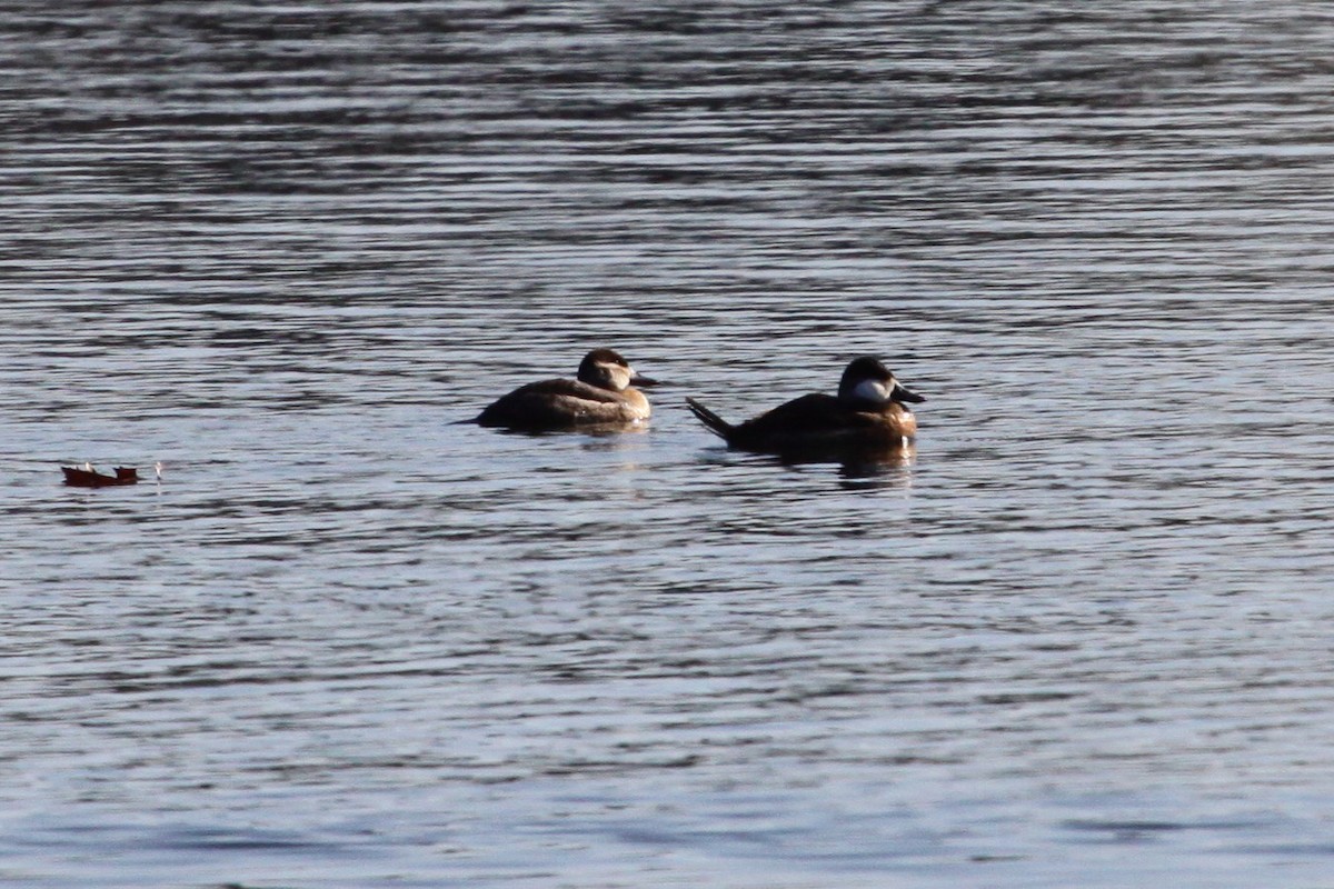 Ruddy Duck - ML644513085
