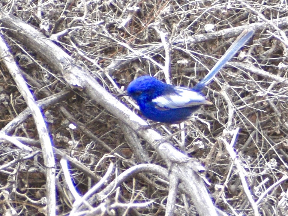White-winged Fairywren - ML644513086