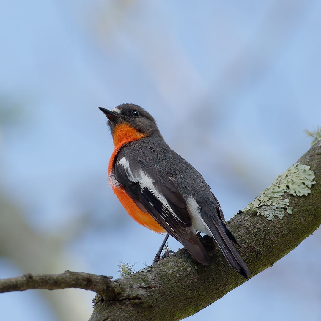 Flame Robin - ML644513087