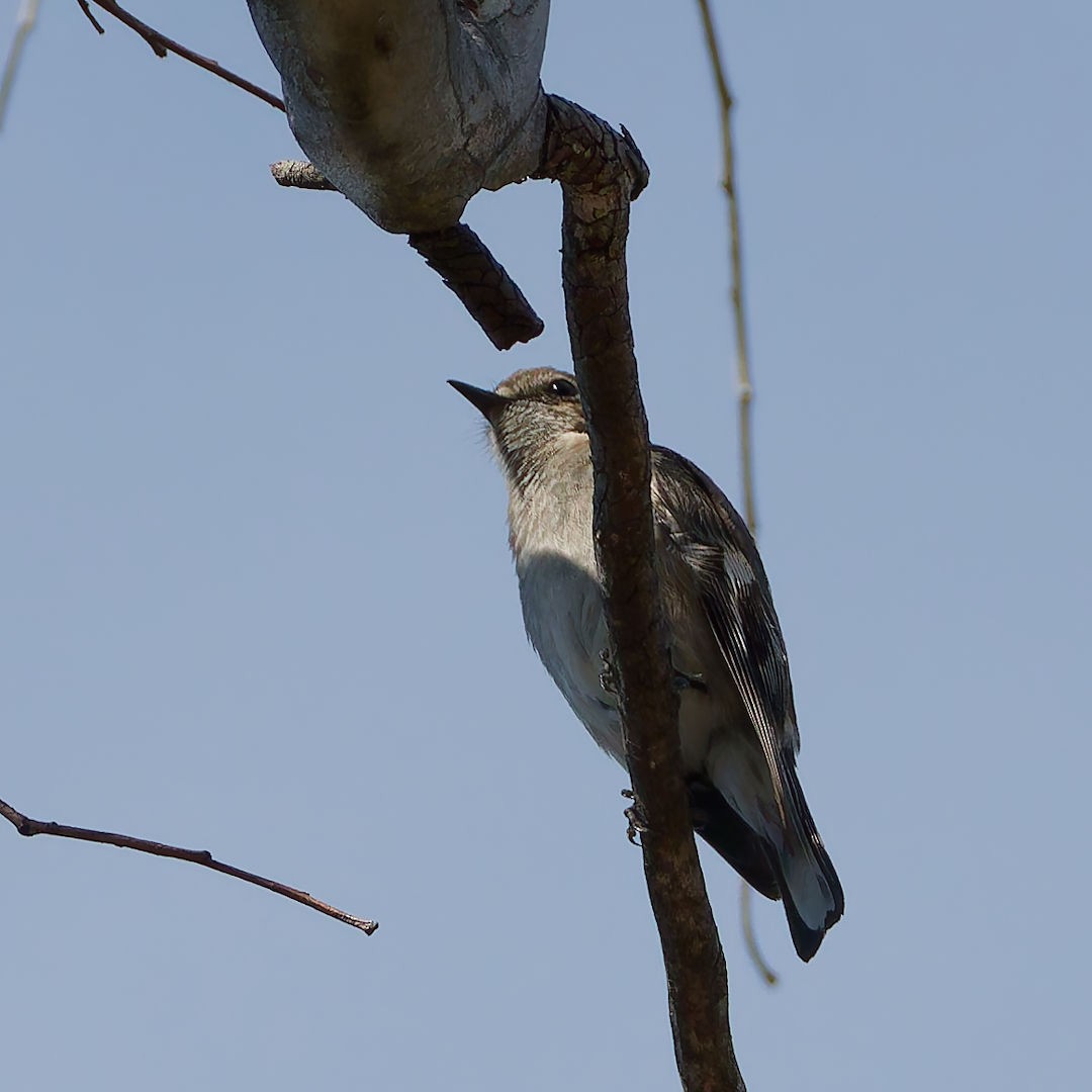 Flame Robin - ML644513088