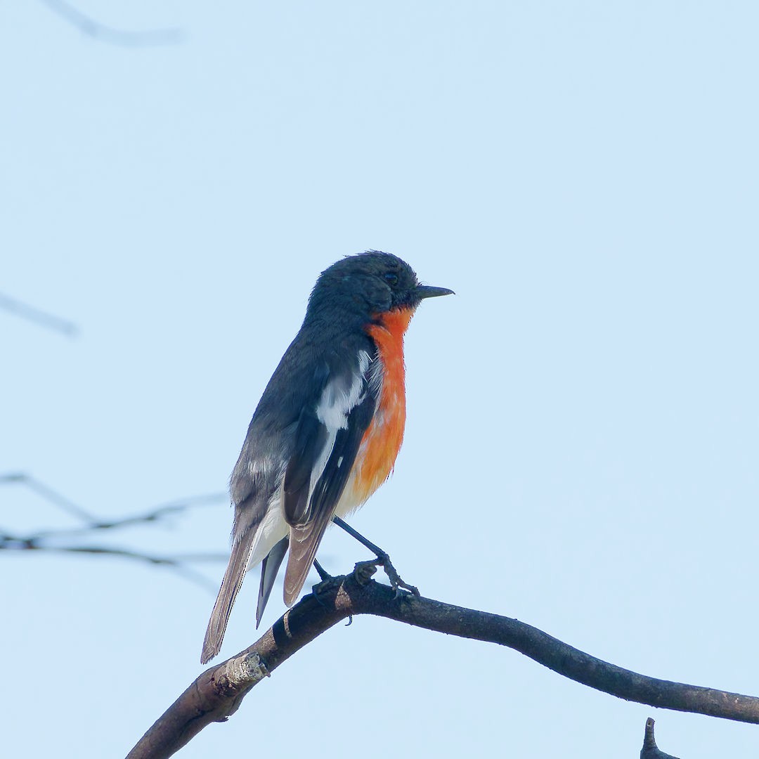 Flame Robin - ML644513090