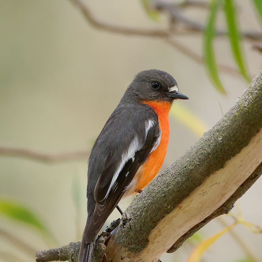 Flame Robin - ML644513091