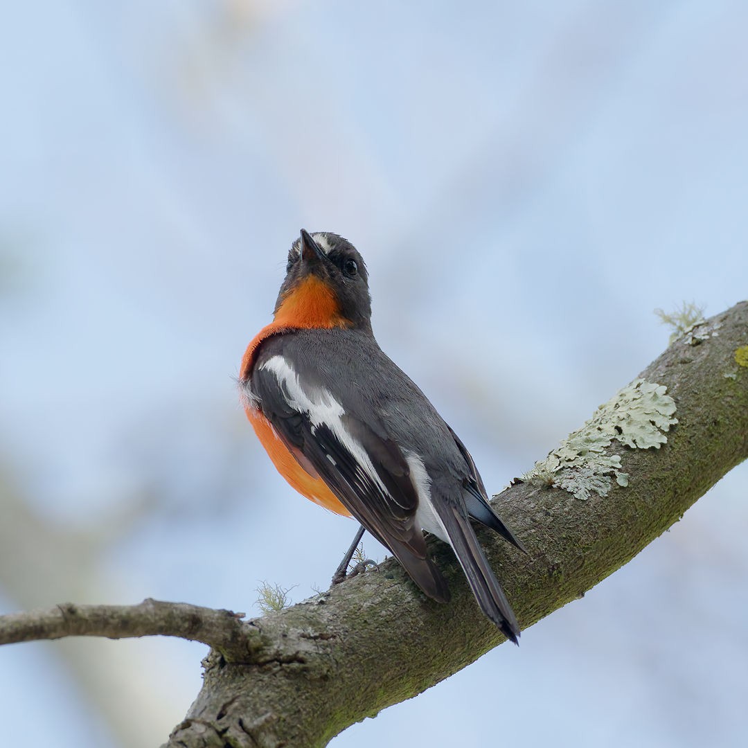 Flame Robin - ML644513092