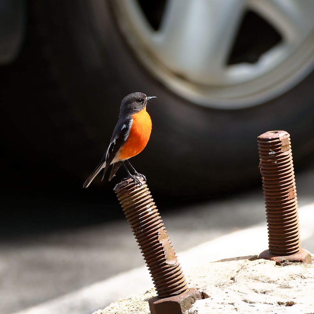 Flame Robin - ML644513093