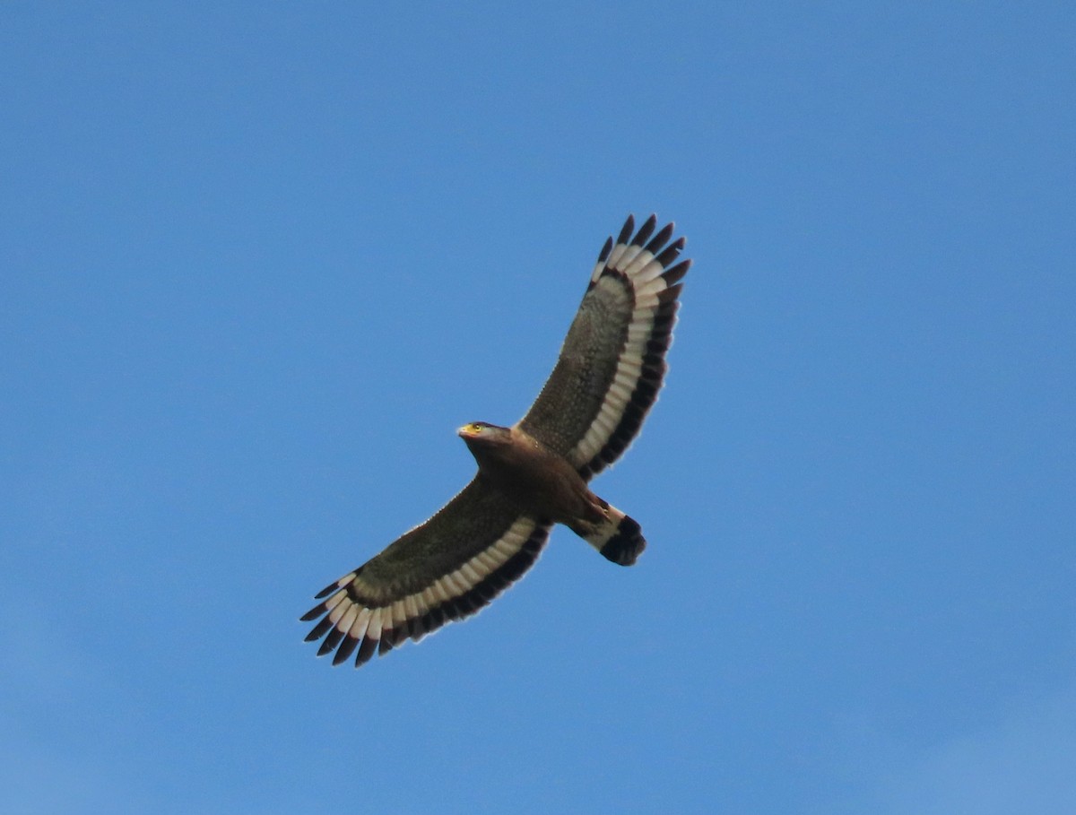 Culebrera Chiíla - ML644513095