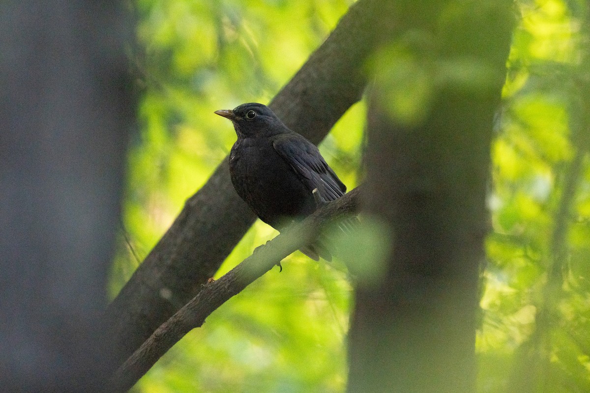 Merle de Chine - ML644513100