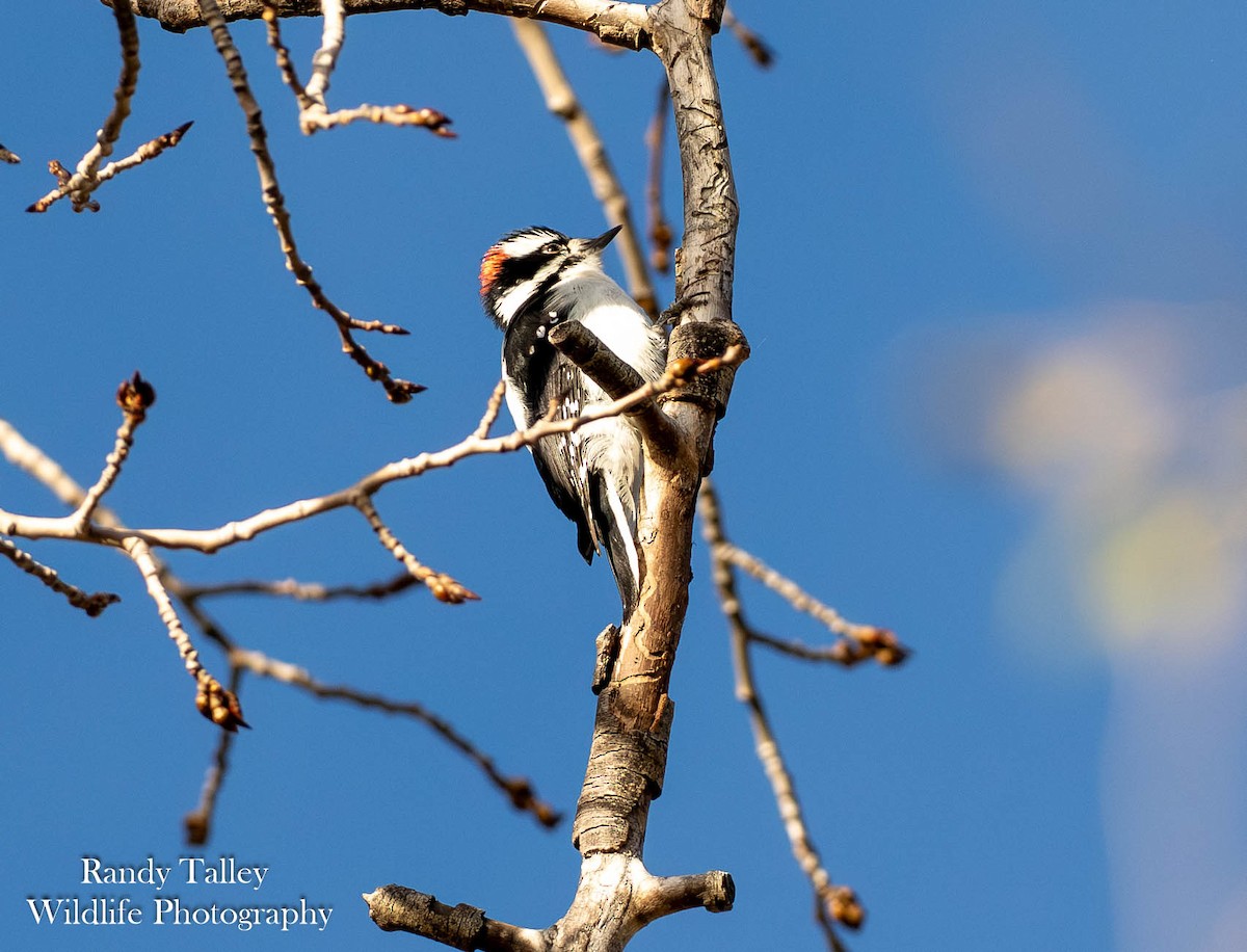 Pico Pubescente - ML644513107