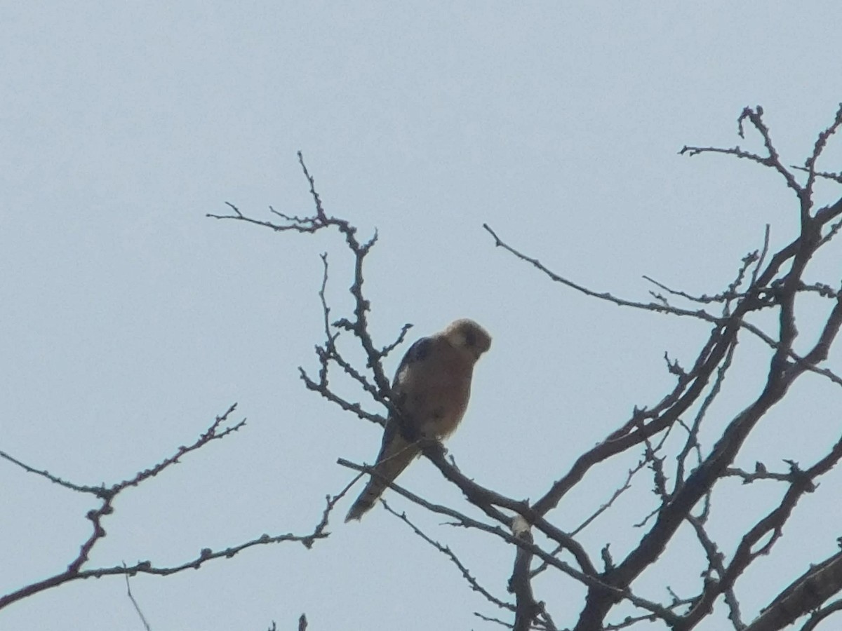 Red-footed Falcon - ML644513108