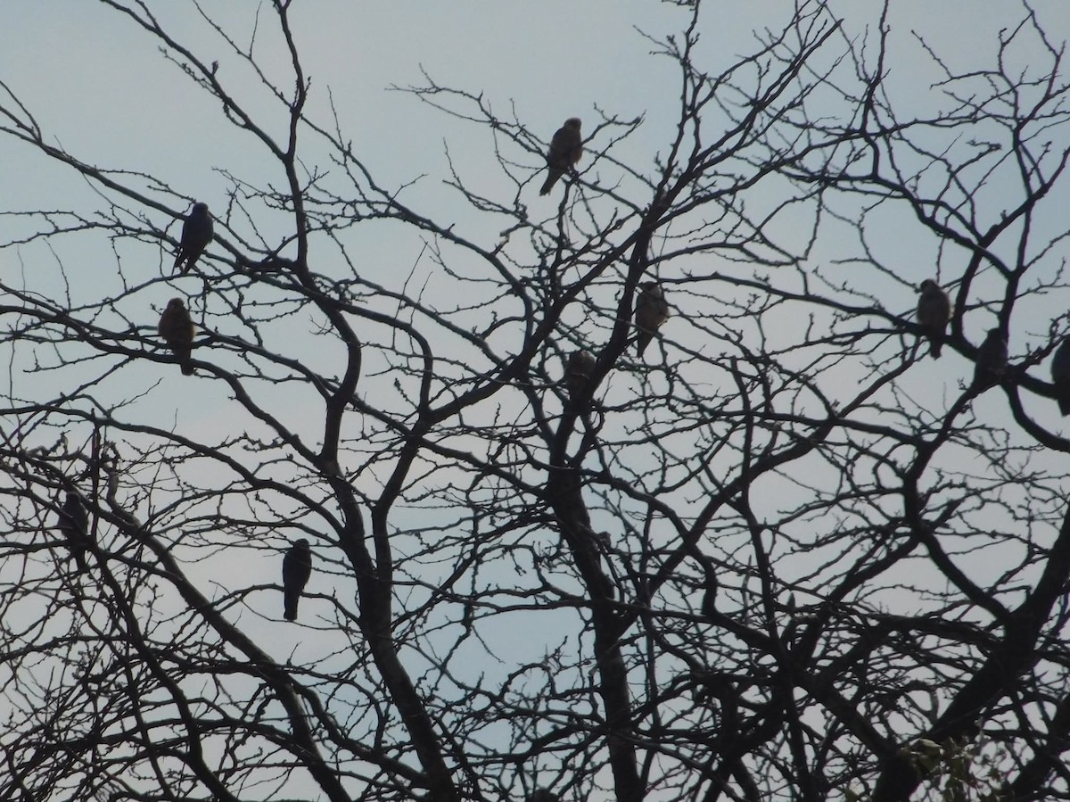 Red-footed Falcon - ML644513115
