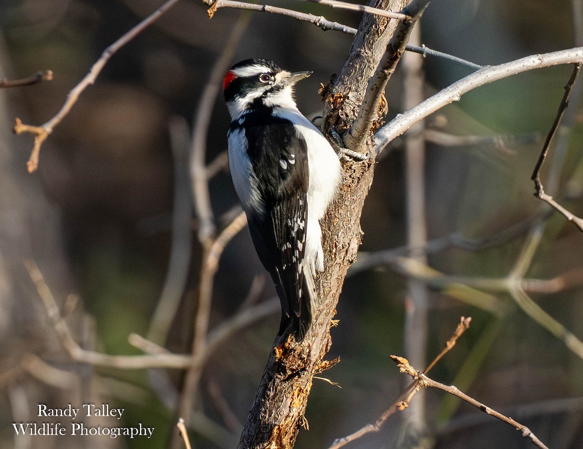 Pico Pubescente - ML644513118