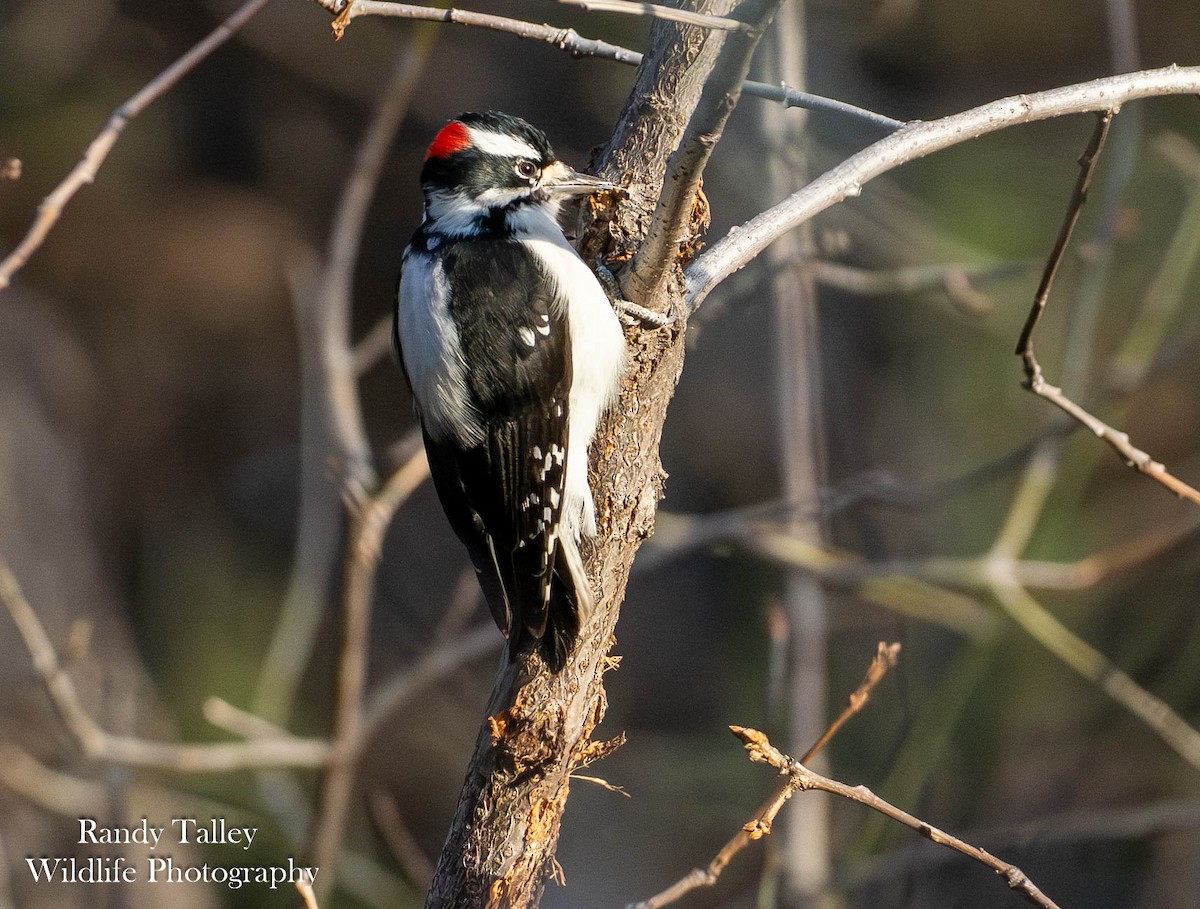 Pico Pubescente - ML644513119