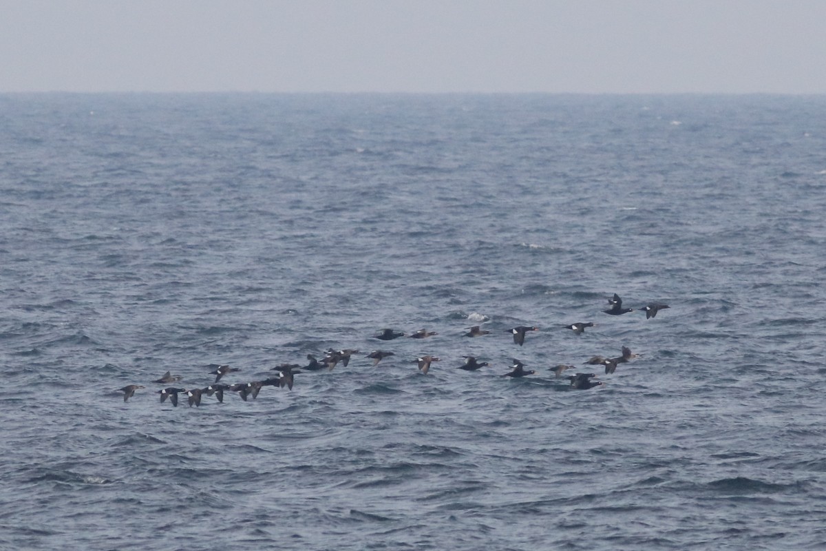 Macreuse brune - ML644513120