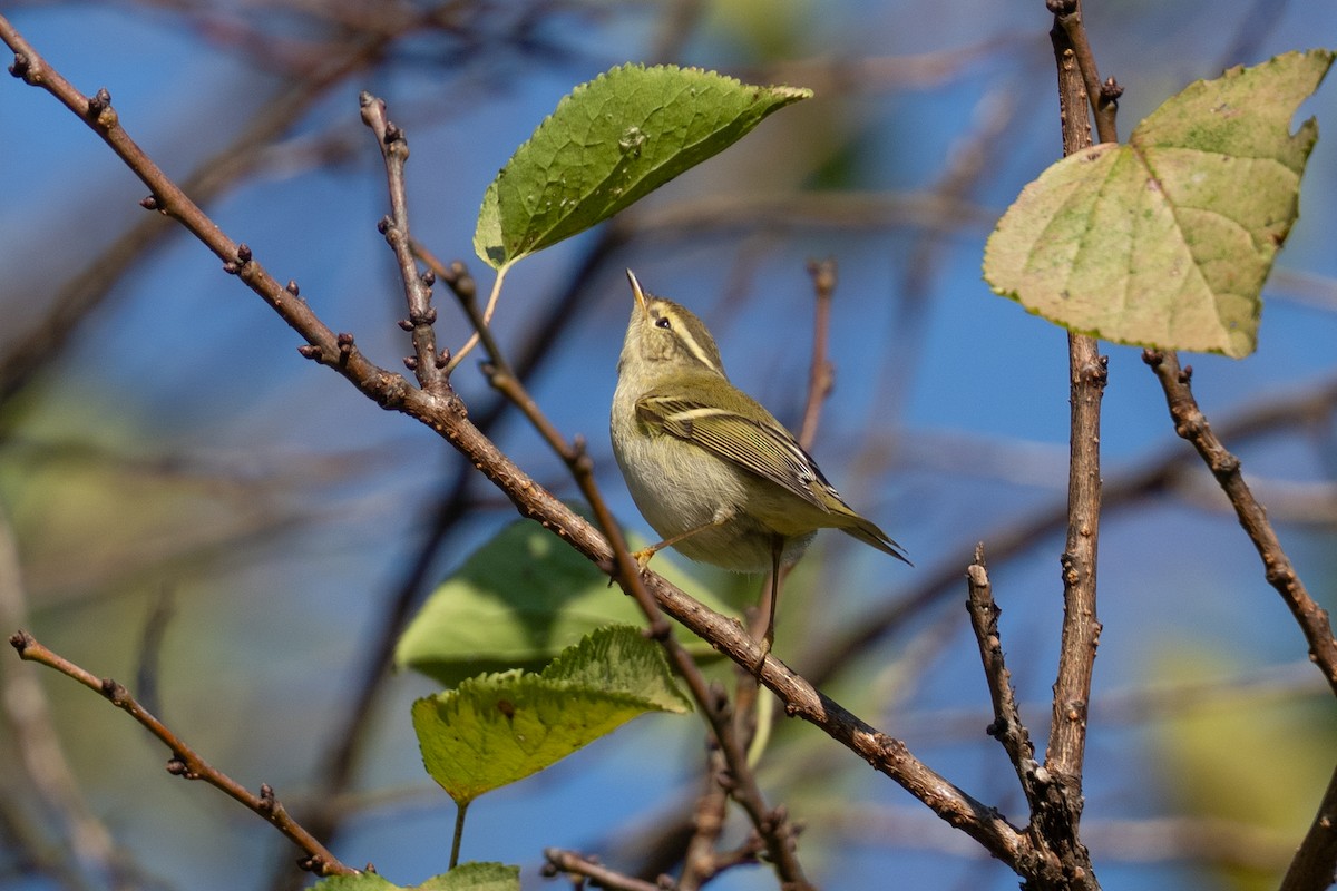 Yellow-browed Warbler - ML644513122