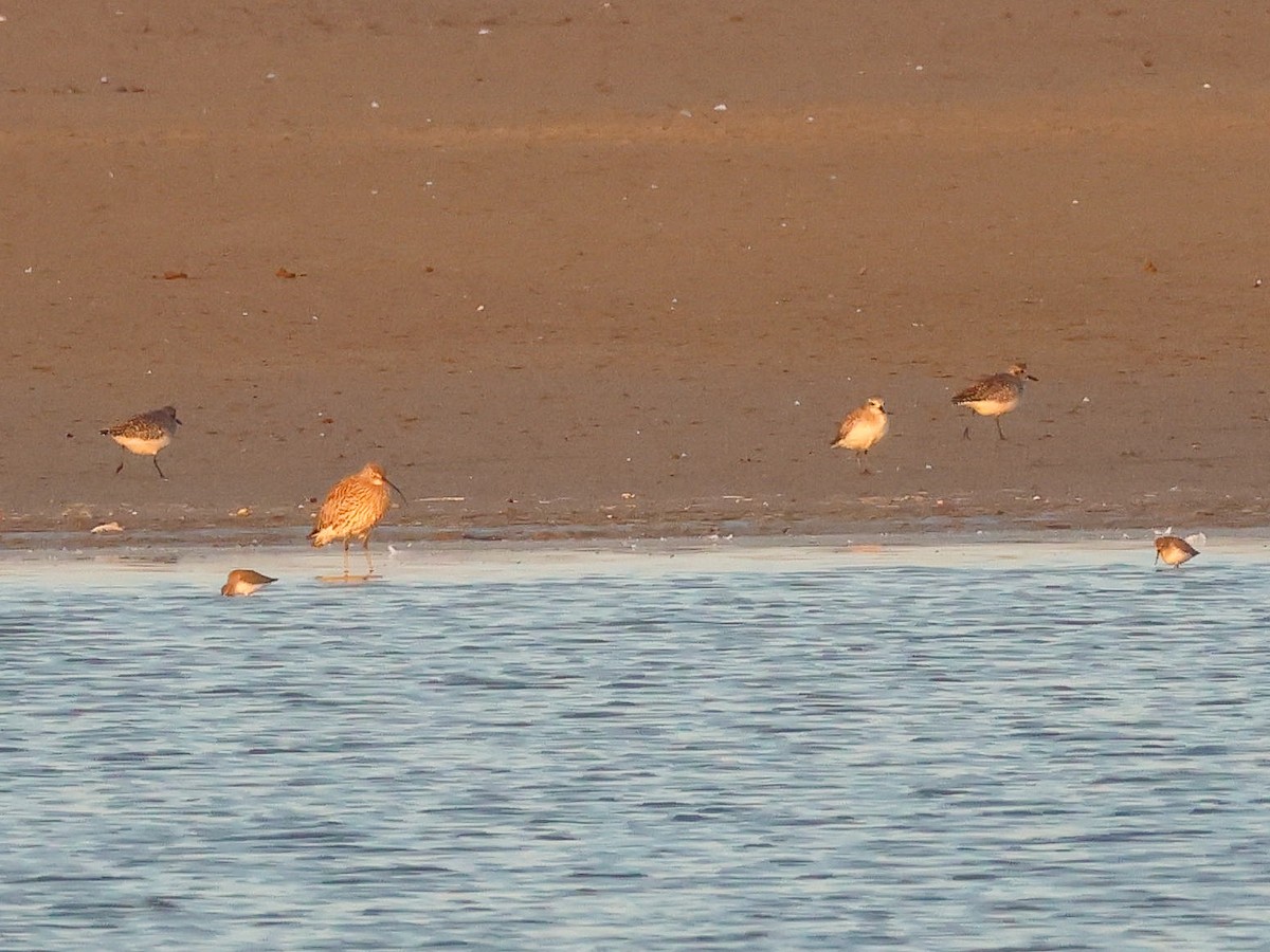 Сивка морська - ML644513132