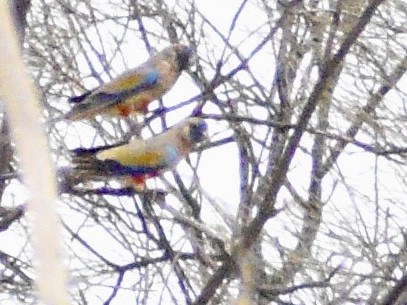 Greater Bluebonnet - ML644513137