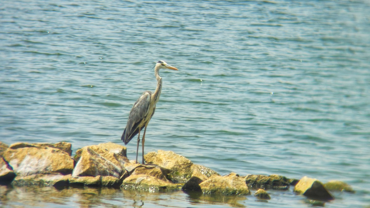 Koartza hauskara - ML644513139