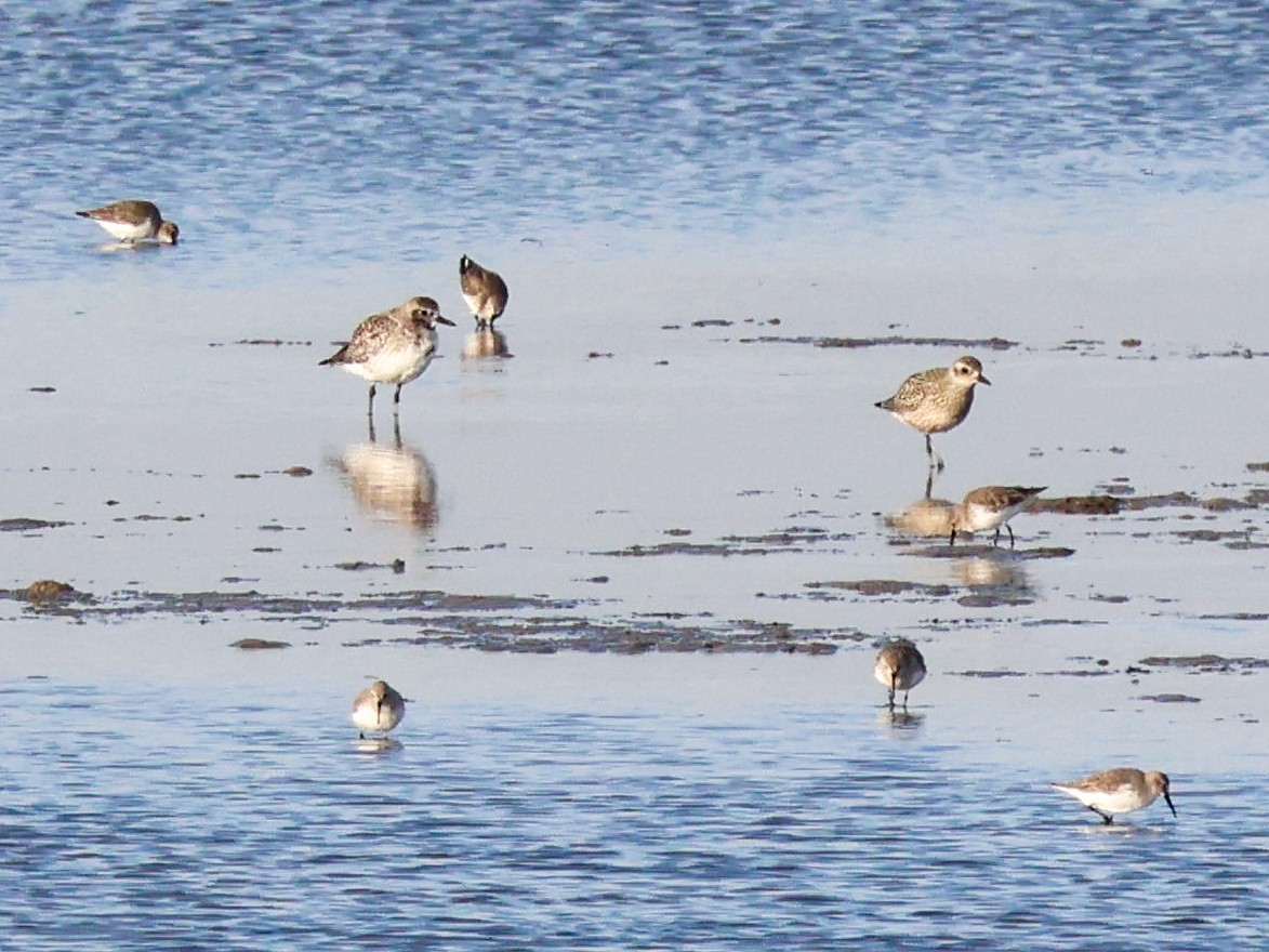 Сивка морська - ML644513141