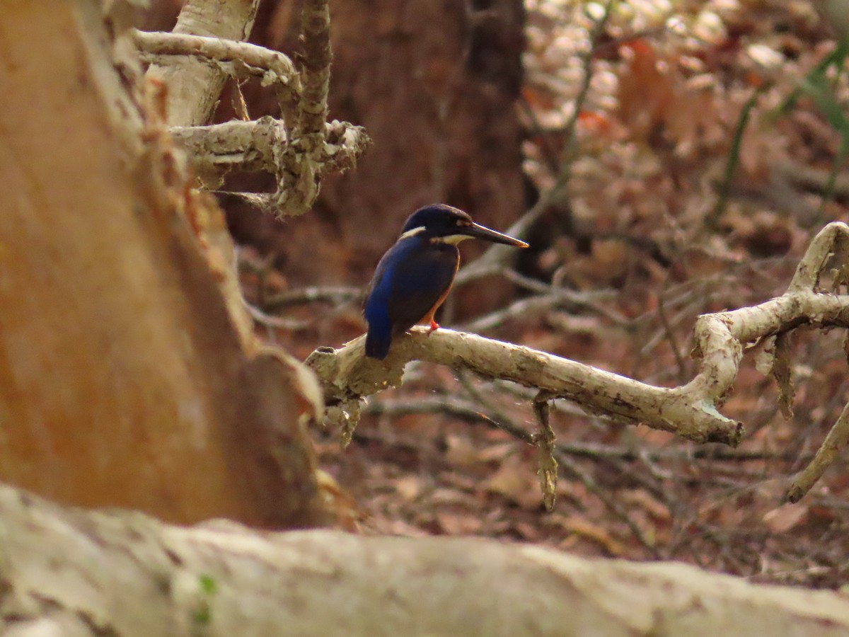 Azure Kingfisher - ML644513148