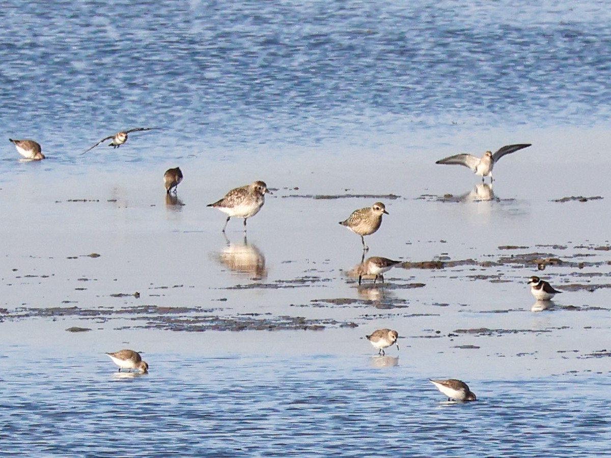 Сивка морська - ML644513149