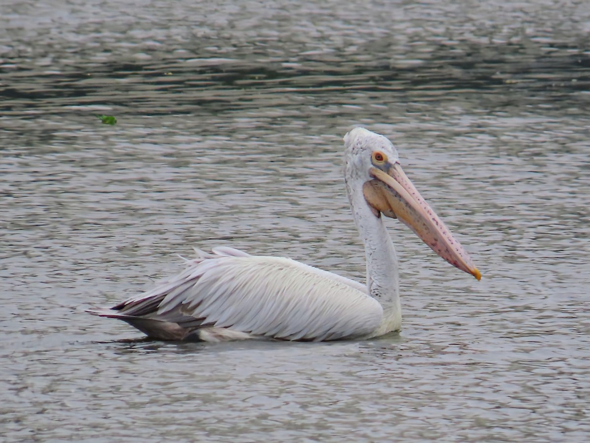 Пестроклювый пеликан - ML644513150